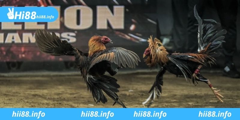 Tìm hiểu những thuật ngữ trong game đá gà Hi88 trực tuyến